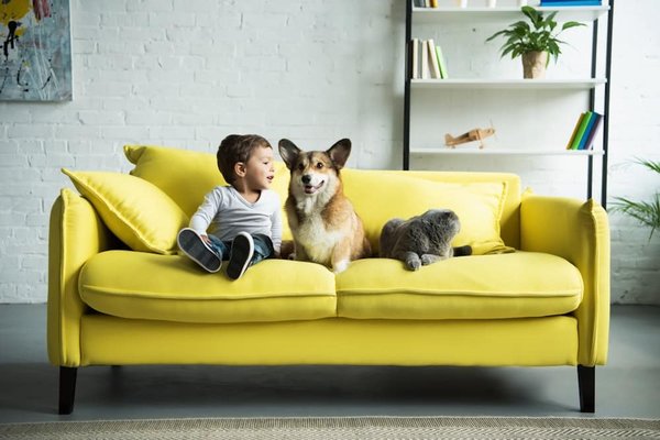 Assurance animale : utile ou obligatoire ?