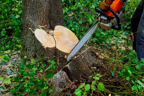 Comment abattre un arbre en toute sécurité